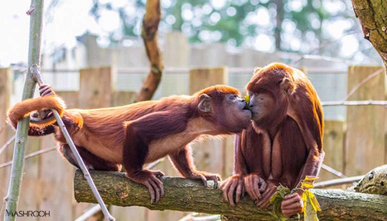 حیوانات هم عاشق می شوند