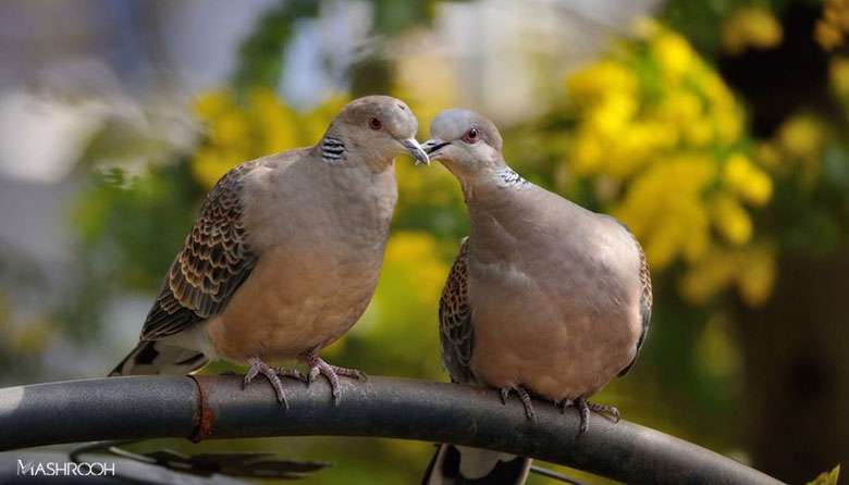 حیوانات هم عاشق می شوند