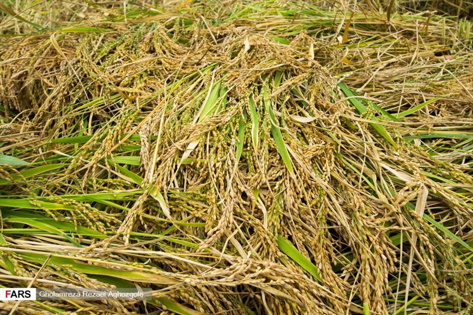 برداشت شالی در چهاردانگه ساری