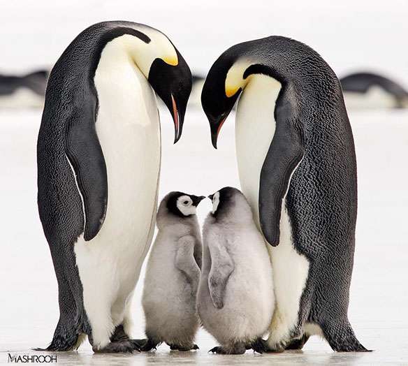 حیوانات هم عاشق می شوند