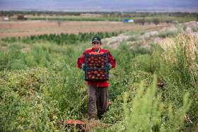 برداشت گوجه‌فرنگی در استان قزوین