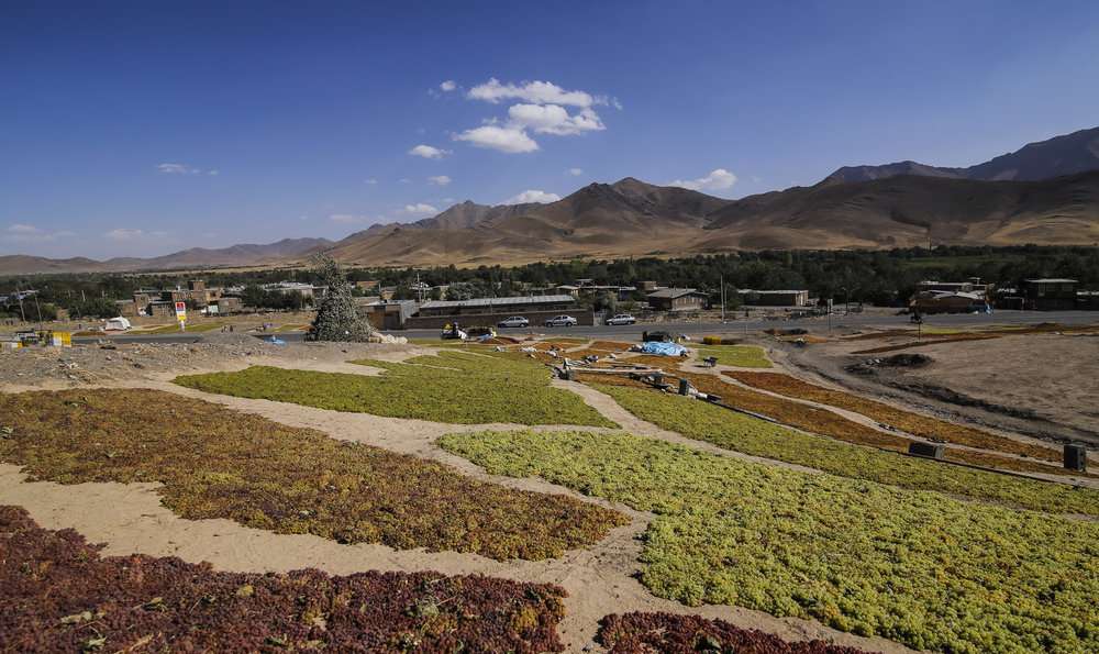 برداشت دیدنی انگور از تاکستان‌های دره جوزان 