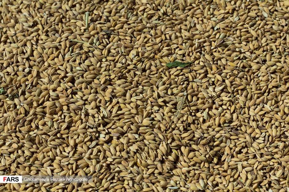 برداشت شالی در چهاردانگه ساری