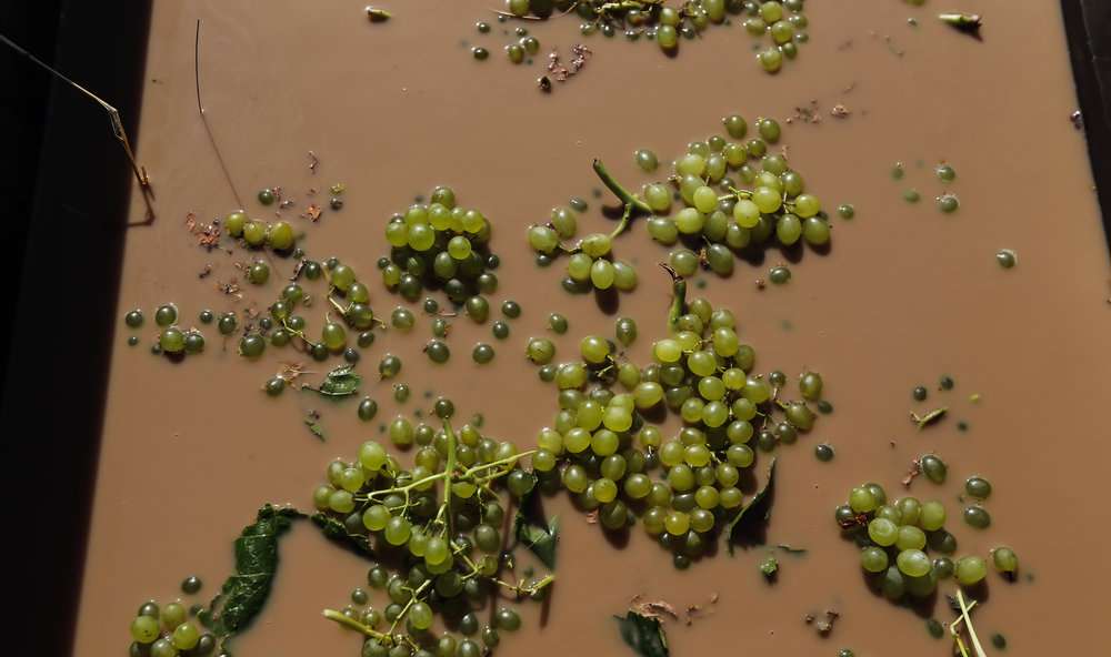 برداشت دیدنی انگور از تاکستان‌های دره جوزان 