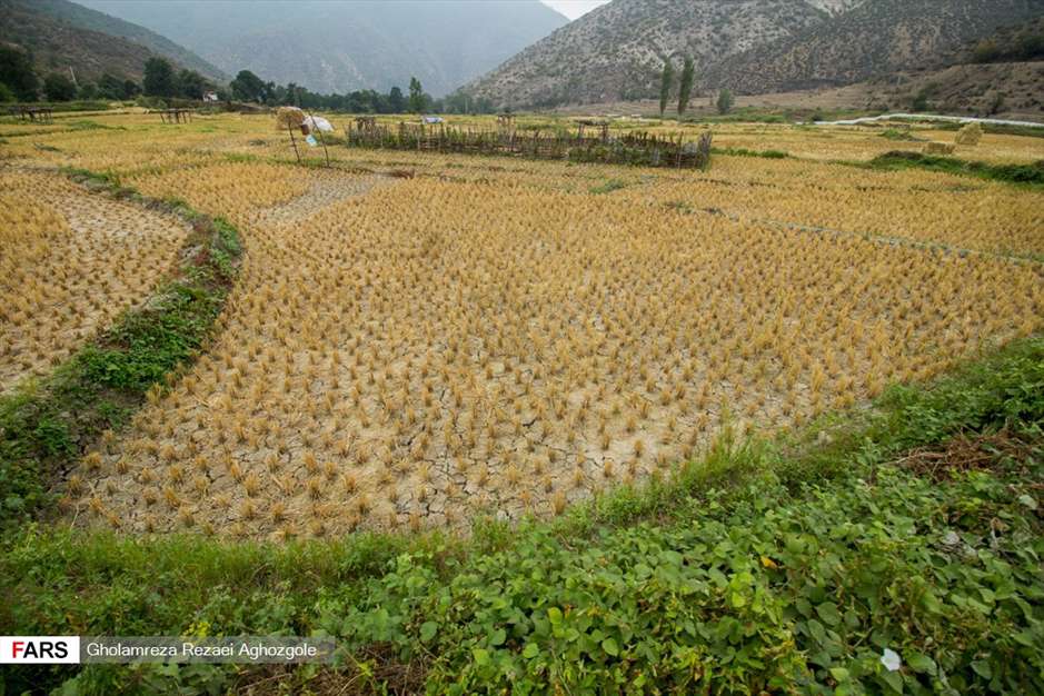برداشت شالی در چهاردانگه ساری