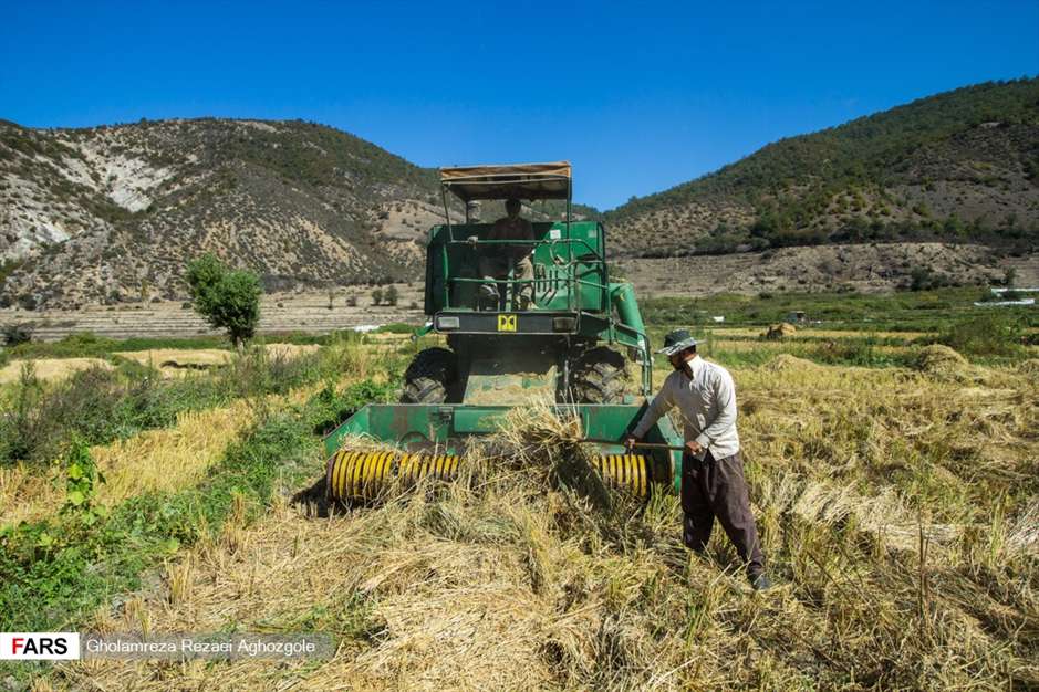برداشت شالی در چهاردانگه ساری