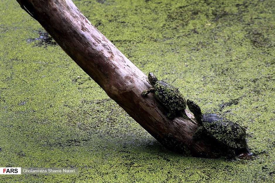 مرداب هَسَل 