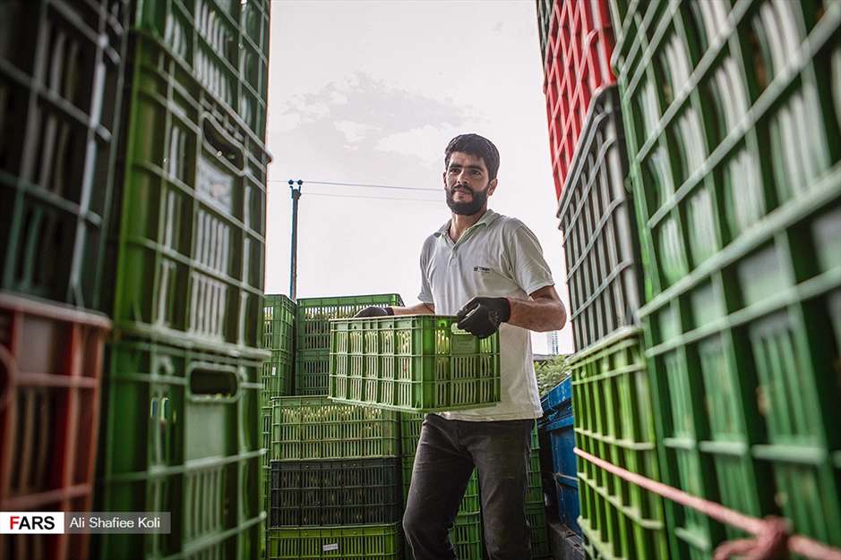 برداشت کیوی در باغات گیلان