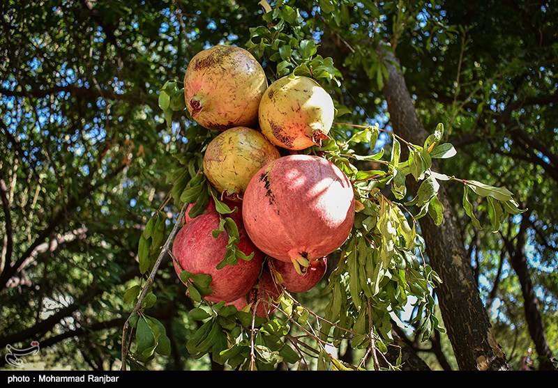 جشنواره انار در روستای انبوه رودبار 