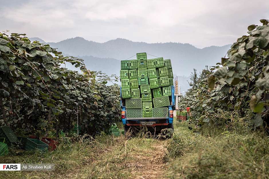 برداشت کیوی در باغات گیلان