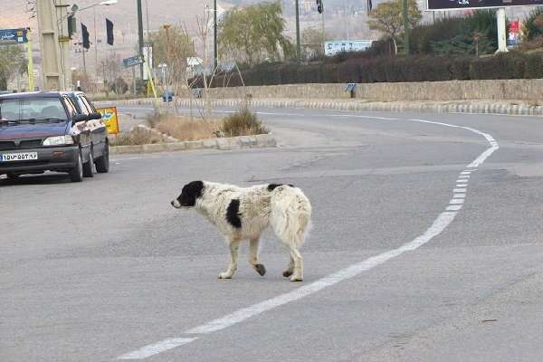 حیوان خانگی