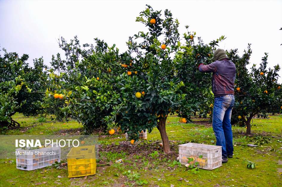 برداشت مرکبات در باغ‌های مازندران