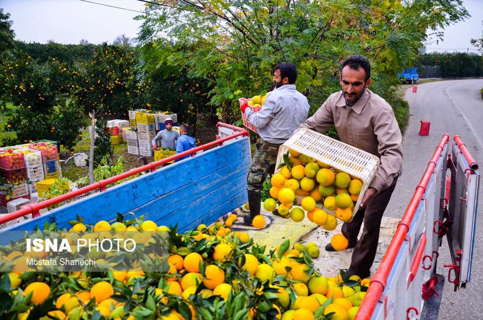 برداشت مرکبات در باغ‌های مازندران