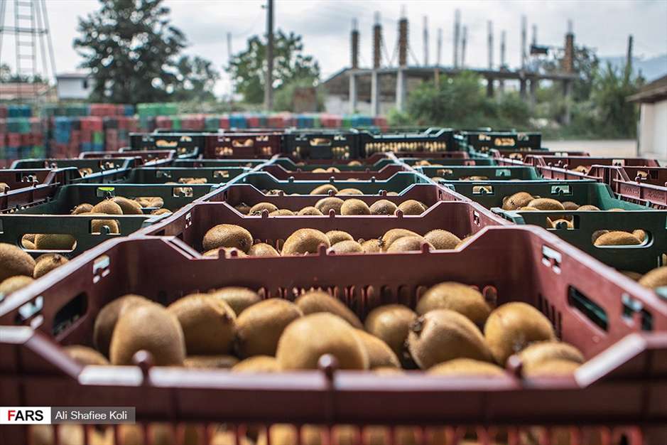 برداشت کیوی در باغات گیلان