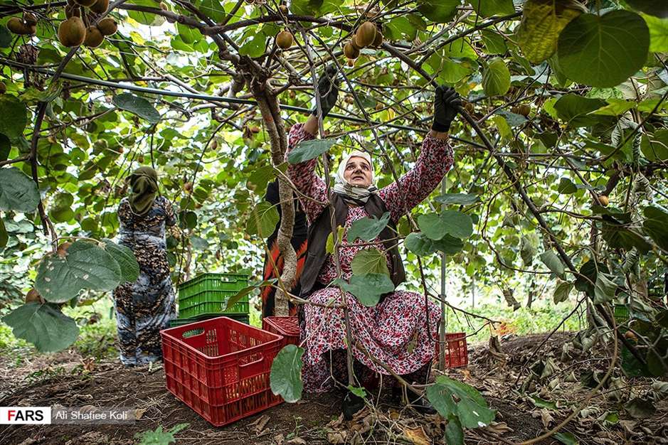 برداشت کیوی در باغات گیلان