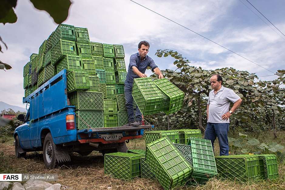 برداشت کیوی در باغات گیلان