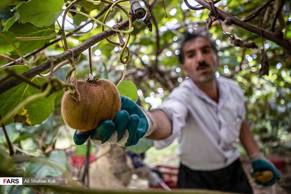 برداشت کیوی در باغات گیلان
