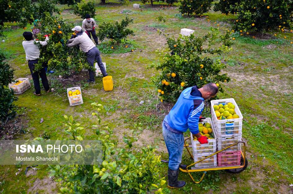 برداشت مرکبات در باغ‌های مازندران