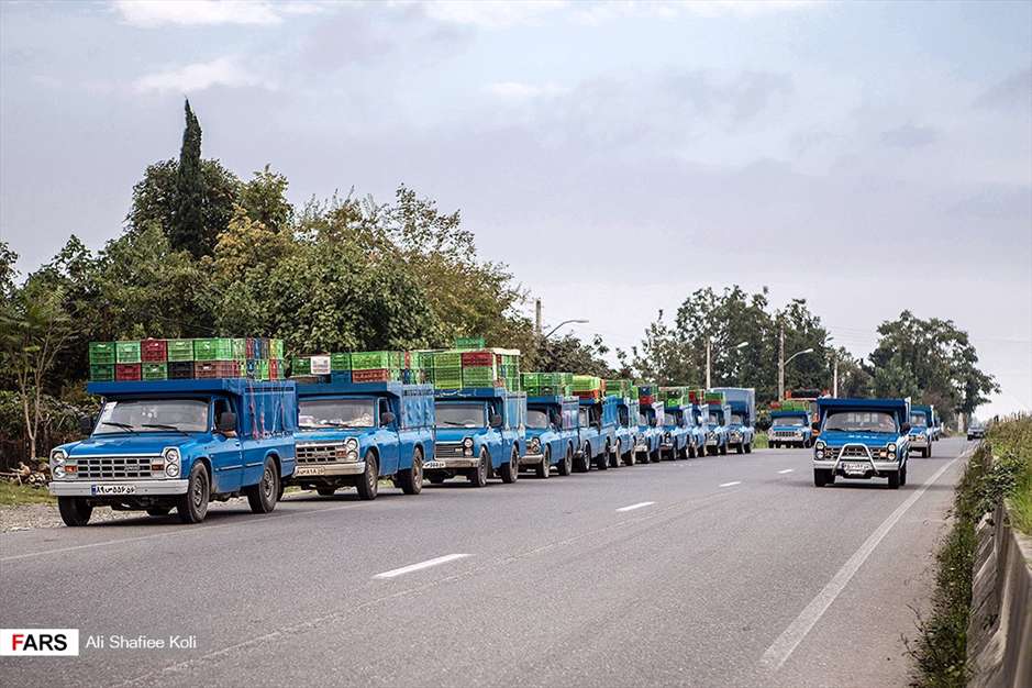 برداشت کیوی در باغات گیلان