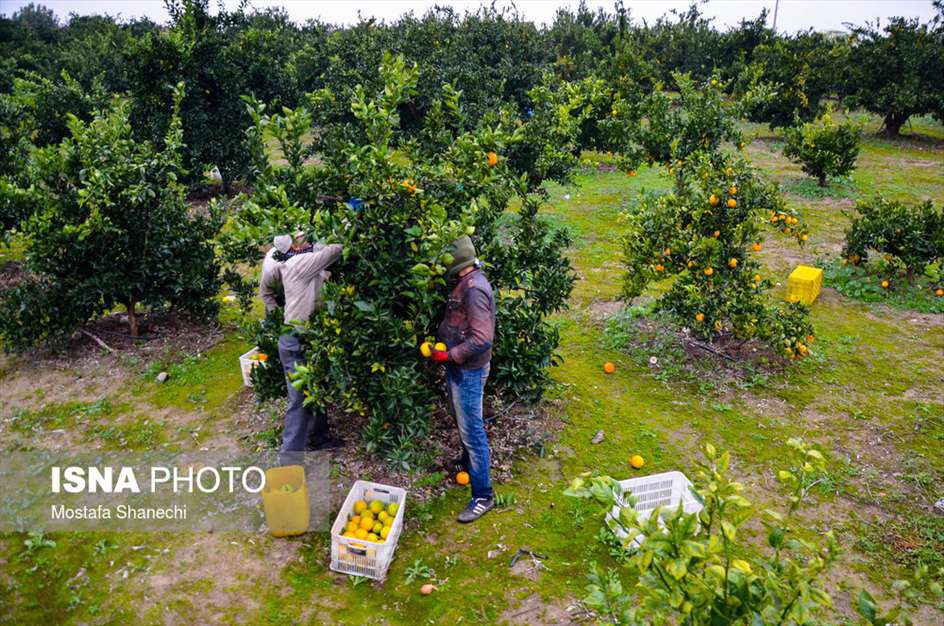 برداشت مرکبات در باغ‌های مازندران