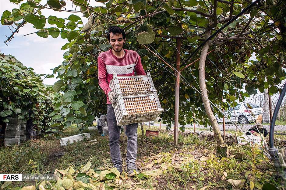 برداشت کیوی در باغات گیلان