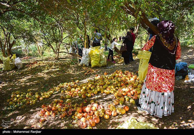 جشنواره انار در روستای انبوه رودبار 