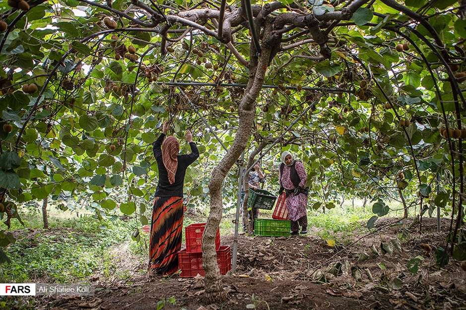 برداشت کیوی در باغات گیلان