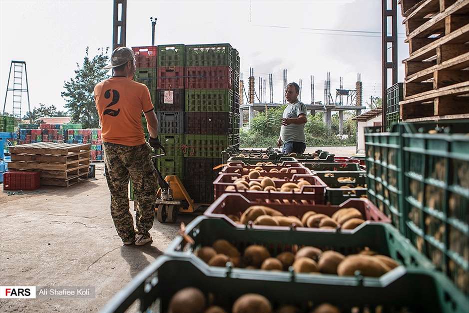 برداشت کیوی در باغات گیلان