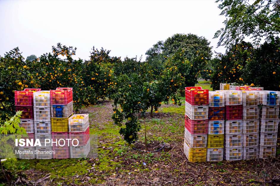 برداشت مرکبات در باغ‌های مازندران