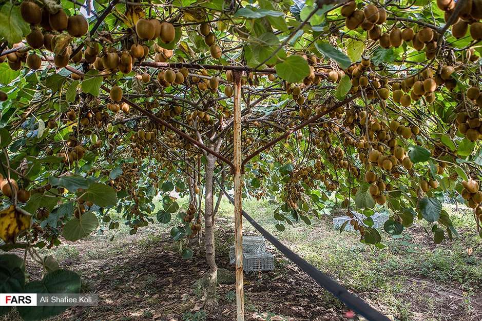 برداشت کیوی در باغات گیلان
