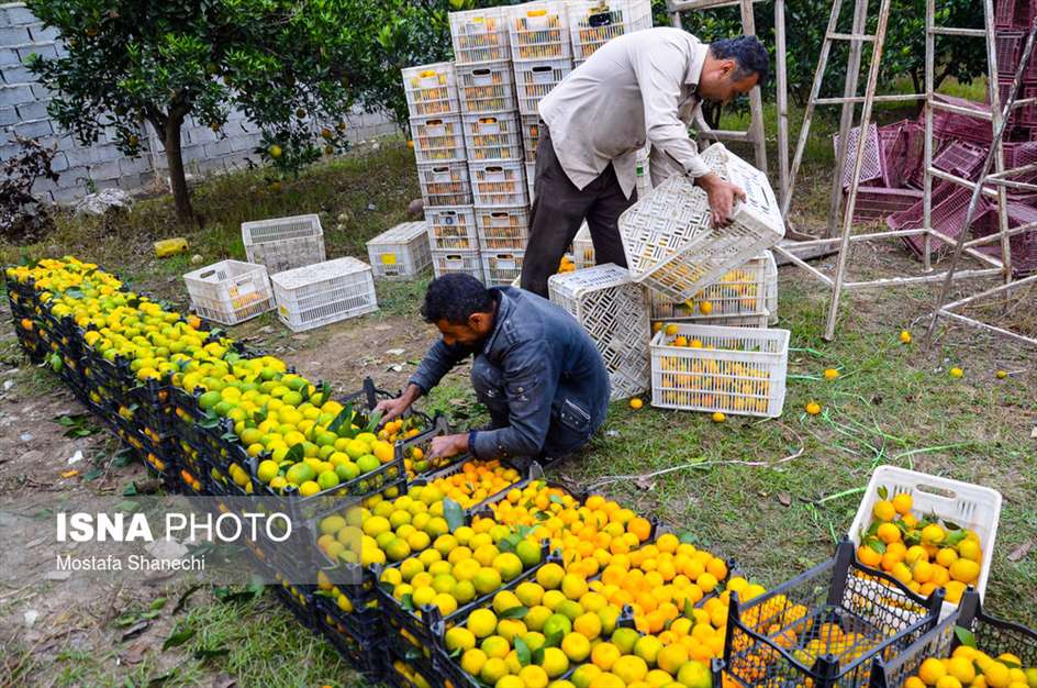 برداشت مرکبات در باغ‌های مازندران