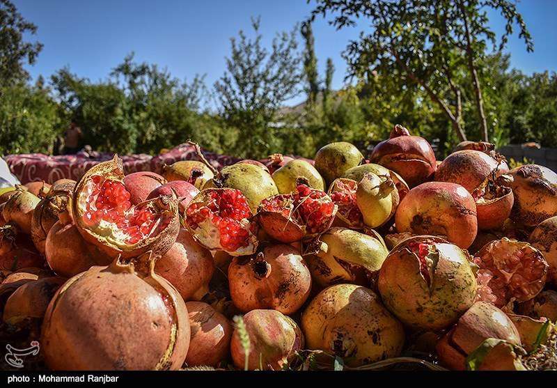 جشنواره انار در روستای انبوه رودبار 