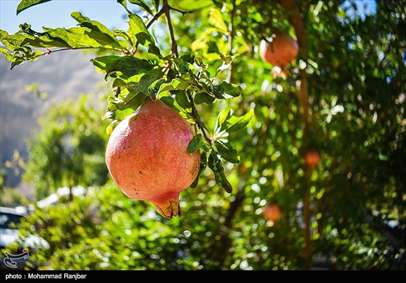جشنواره انار در روستای انبوه رودبار 