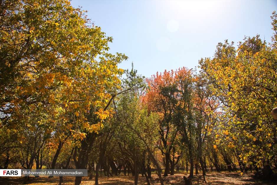 طبیعت پاییزی «بردسیر» کرمان