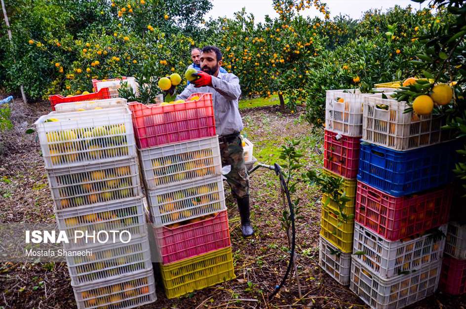 برداشت مرکبات در باغ‌های مازندران