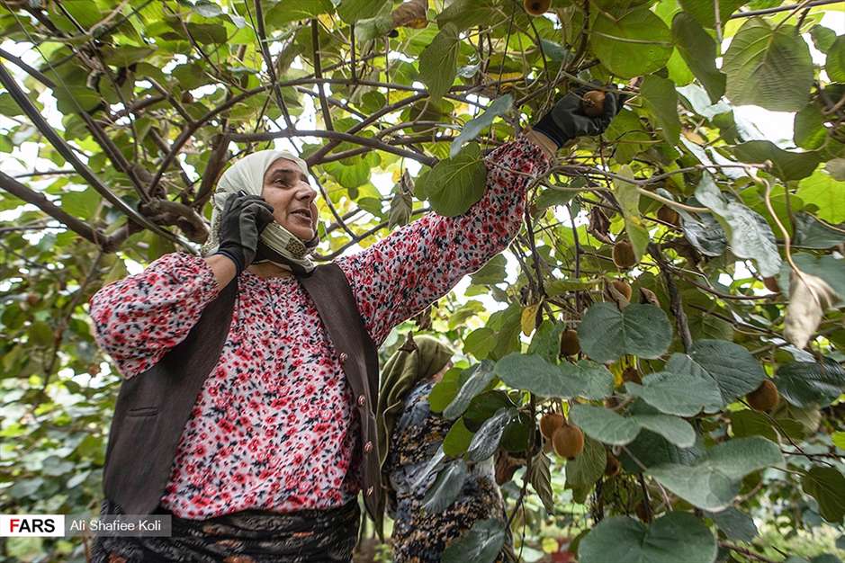 برداشت کیوی در باغات گیلان