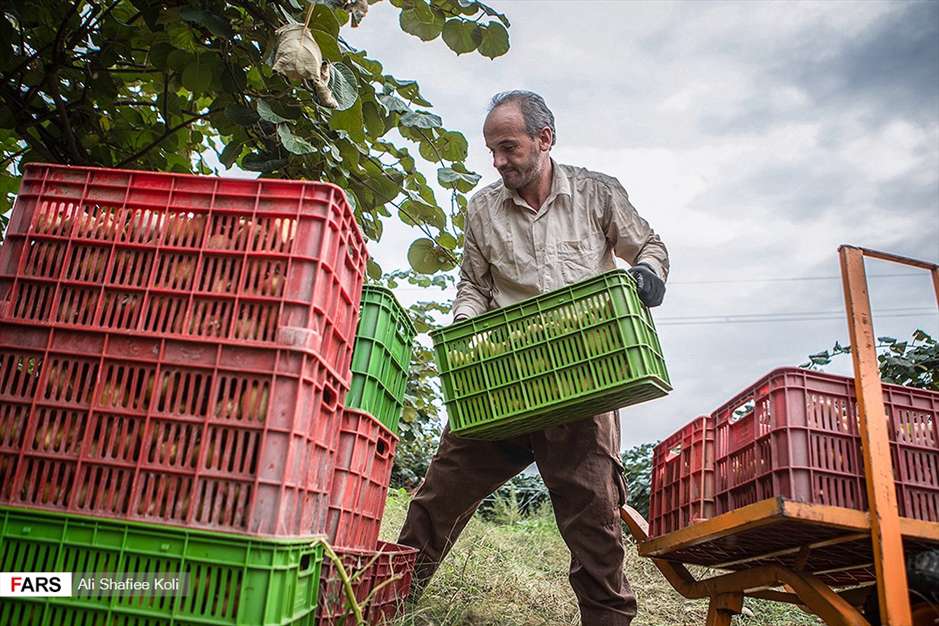 برداشت کیوی در باغات گیلان