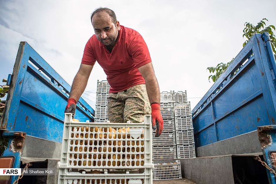 برداشت کیوی در باغات گیلان