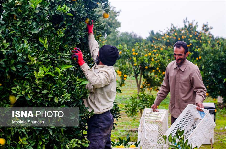 برداشت مرکبات در باغ‌های مازندران