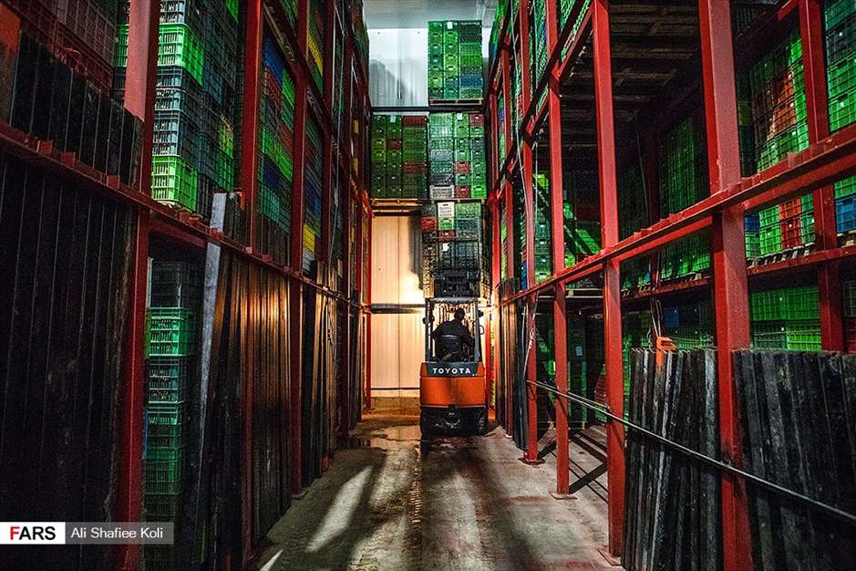 برداشت کیوی در باغات گیلان