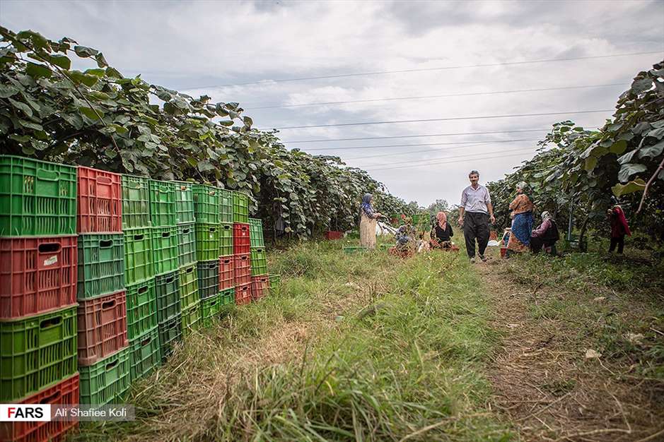 برداشت کیوی در باغات گیلان