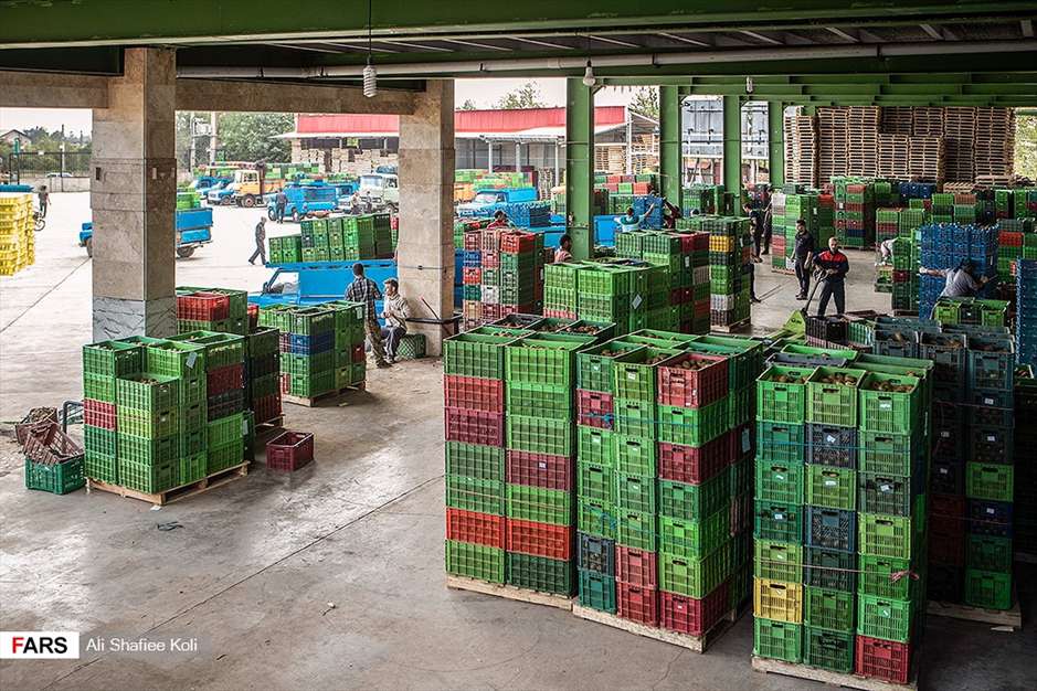 برداشت کیوی در باغات گیلان