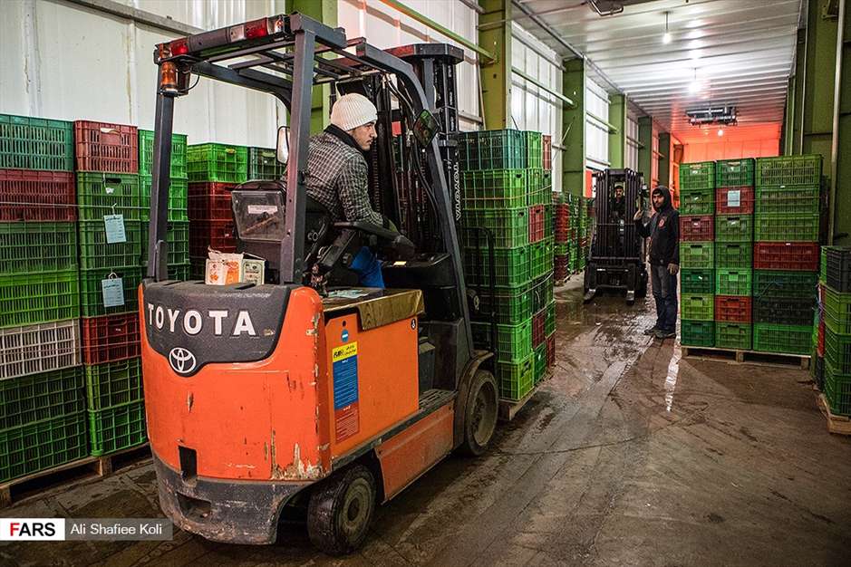 برداشت کیوی در باغات گیلان