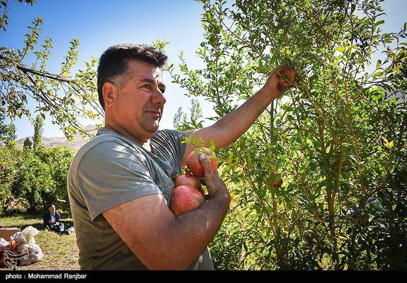 جشنواره انار در روستای انبوه رودبار 