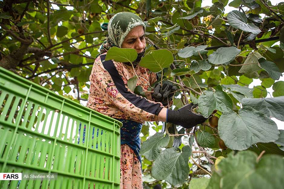 برداشت کیوی در باغات گیلان