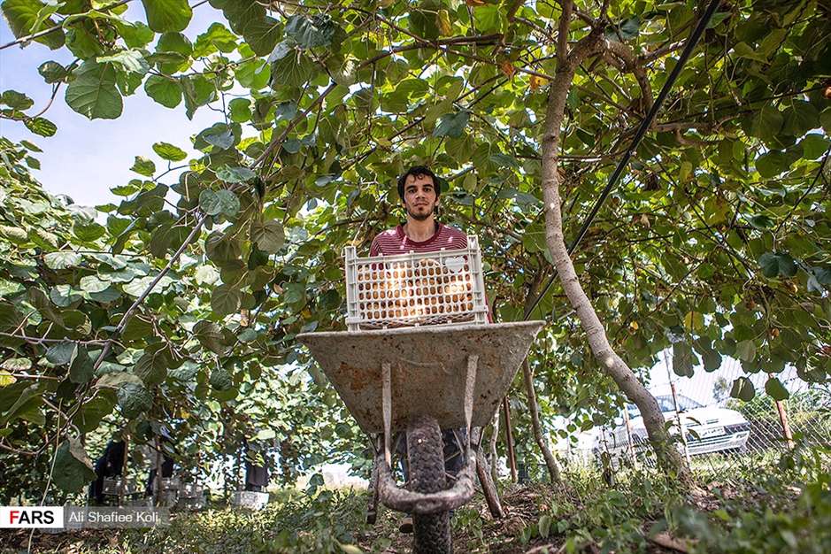 برداشت کیوی در باغات گیلان