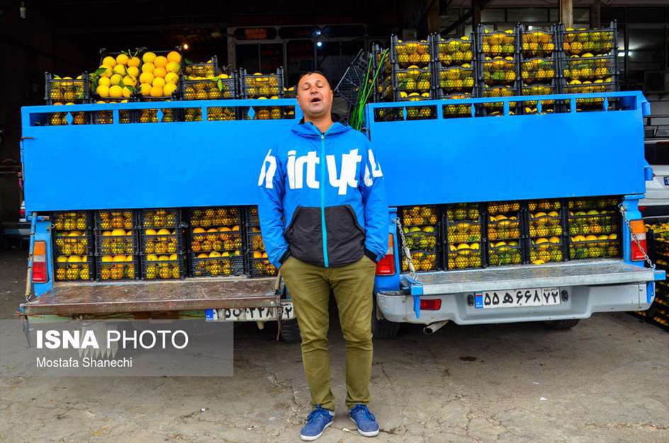 برداشت مرکبات در باغ‌های مازندران