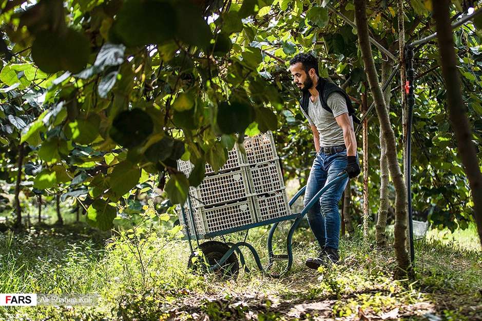 برداشت کیوی در باغات گیلان