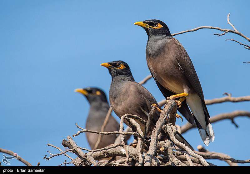 دنیای زیبای پرندگان 