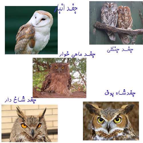 آشنایی با جغدها